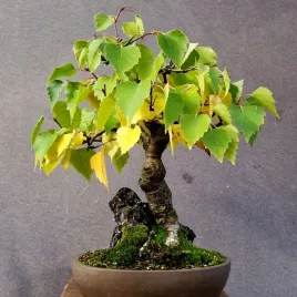 brzoza-brodawkowata-na-bonsai-betula-pendula-b-verrucosa-100-nasion