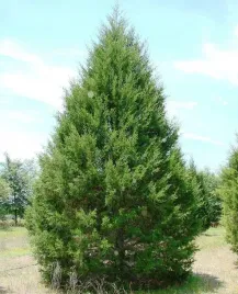 jalowiec-wirginijski-juniperus-virginiana-do-ogrodu-i-na-taras-20-nasion