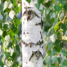 brzoza-brodawkowata-100-nasion-betula-pendula-b-verrucosa-do-ogrodu