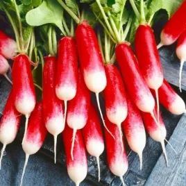 na-tasmie-rzodkiewka-opolanka-wczesna-6-m-tasmy-raphanus-sativus-l