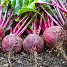 na-tasmie-burak-cwiklowy-czerwona-kula-2-6-m-tasmy-beta-vulgaris-l