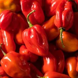 papryka-ostra-habanero-red-300-000-w-skali-ostrosci-scaville-a-capsicum
