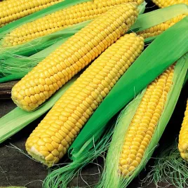 kukurydza-slodka-golden-bantam-90-nasion-zea-mays-l-saccharata-koern