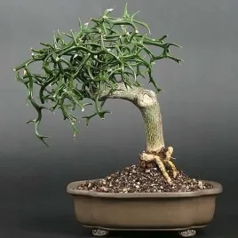 pomarancza-trojlistkowa-na-bonsai-5-nasion-poncirus-trifoliata-do-18-c