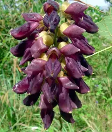 swierzbiec-wlasciwy-na-potencje-libido-stres-2-nasiona-mucuna-pruriens