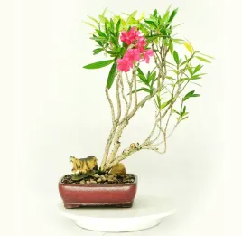 oleander-pospolity-bonsai-do-domu-10-nasion-nerium-oleander