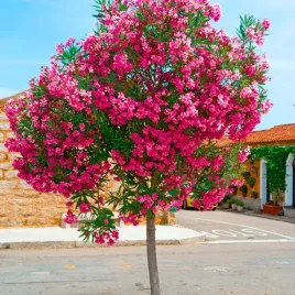 oleander-pospolity-nerium-oleander-10-nasion-do-domu-ogrodu-i-na-taras