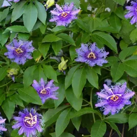 meczennica-cielista-mrozoodporna-do-23-c-passiflora-incarnata-3-nasiona