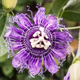 mrozoodporna-meczennica-cielista-do-23-c-passiflora-incarnata-3-nasiona