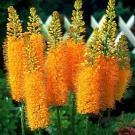 mrozoodporny-pustynnik-pomaranczowy-eremurus-do-ogrodu-na-bukiety-5-nasion