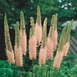 mrozoodporny-pustynnik-rozowy-eremurus-pink-do-ogrodu-i-na-bukiety-5-nasion