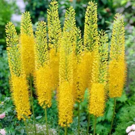 mrozoodporny-pustynnik-bungei-eremurus-bungei-do-ogrodu-5-nasion