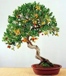 na-bonsai-drzewko-truskawkowe-arbutus-unedo-do-ogrodu-na-taras-i-do-domu
