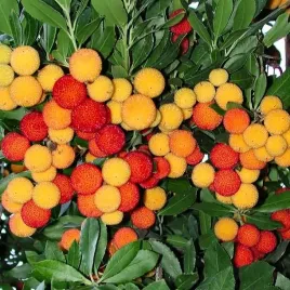 mrozoodporne-drzewko-truskawkowe-do-15-c-arbutus-unedo-10-nasion