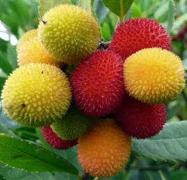 drzewko-truskawkowe-o-jadalnych-owocach-arbutus-unedo-10-nasion-do-ogrodu