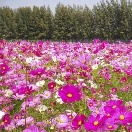 kosmos-onetek-mix-kolorow-100-gram-nasion-laka-kwietna-cosmos-bipinnatus