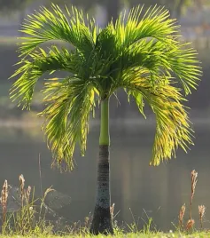 palma-krolewska-roystonea-regia-do-domu-i-na-taras-5-nasion