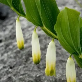 cieniolubna-kokoryczka-wielkokwiatowa-polygomatum-multiflorum-30-nasion