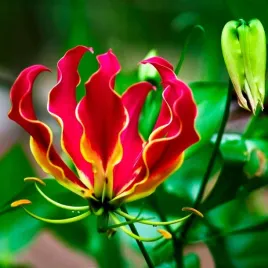 glorioza-wspaniala-piekne-pnacze-do-domu-gloriosa-superba-1-nasiono