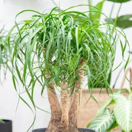 beukarnea-wygieta-noga-slonia-beaucarnea-recurvata-5-nasion