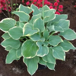 funkia-hosta-sagae-mrozoodporna-10-nasion-do-ogrodu-i-na-taras-hosta-sp