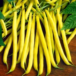 fasola-szparagowa-karlowa-zlota-saxa-phaseolus-vulgaris-l-160-nasion