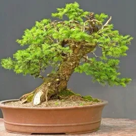 cis-pospolity-idealny-na-wieczny-zywoplot-taxus-baccata-10-nasion