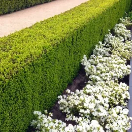 cis-pospolity-idealny-na-wieczny-zywoplot-taxus-baccata-10-nasion