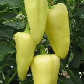 papryka-slodka-monanta-do-ogrodu-i-na-taras-capsicum-annuum-l-50-nasion