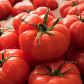 pomidor-szklarniowy-palava-f1-owoce-do-160-g-solanum-lycopersicum-nasion