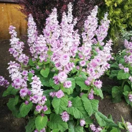 miododajna-szalwia-muszkatolowa-mrozoodporna-salvia-sclarea-100-nasion