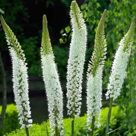 mrozoodporny-pustynnik-biala-eremurus-alba-do-ogrodu-i-na-bukiety-5-nasion