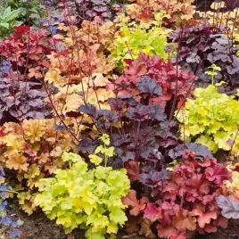 zurawka-mix-kolorow-21-odmian-200-nasion-heuchera-mix-mrozoodporna