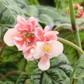 begonia-incarnata-begonia-metallica-do-ogrodu-domu-i-na-taras-100-nasion