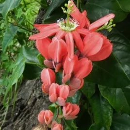 meczennica-groniasta-passiflora-princeps-passiflora-racemosa-3-nasiona