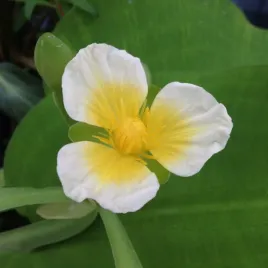 limnocharis-zolty-limnocharis-flava-strefa-przybrzezna-oczek-wodnych