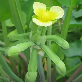 limnocharis-zolty-limnocharis-flava-do-oczka-wodnego-5-nasion