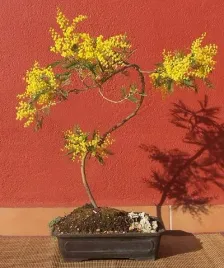 akacja-srebrzysta-acacia-dealbata-na-bonsai-do-domu-i-na-taras-20-nasion