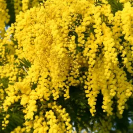 akacja-srebrzysta-zlote-pachnace-kwiaty-acacia-dealbata-20-nasion