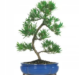 podocarpus-henkelii-gatunek-kolekcjonerki-na-bonsai-2-nasiona