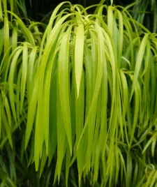 podocarpus-henkelii-gatunek-kolekcjonerki-podocarpus-henkelii-2-nasiona