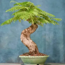 rzadka-odmiana-plomien-afryki-flavida-na-bonsai-delonix-regia-2-nasiona