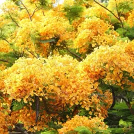 rzadki-plomien-afryki-flavida-delonix-regia-flavida-do-domu-2-nasiona