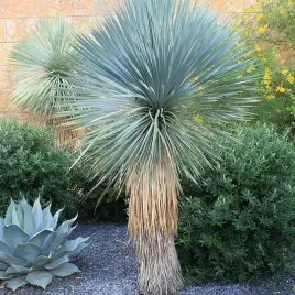 mrozoodporna-jukka-rostrata-niebiesko-srebrna-yucca-rostrata-3-nasiona