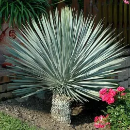 mrozoodporna-jukka-rostrata-niebiesko-srebrna-yucca-rostrata-3-nasiona