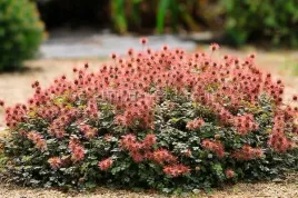 acena-drobnokwiatowa-acaena-microphylla-roslina-okrywowa-20-nasion