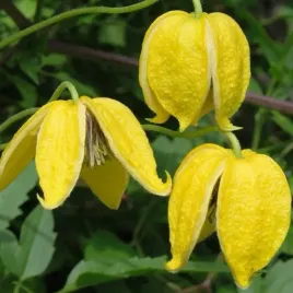 powojnik-tangucki-intensywnie-kwitnie-clematis-tangutica-20-nasion