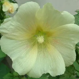 malwa-figolistna-kremowa-mrozoodporna-do-ogrodu-alcea-ficifolia-10-nasion