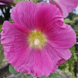 malwa-figolistna-ciemno-rozowa-mrozoodporna-alcea-ficifolia-10-nasion