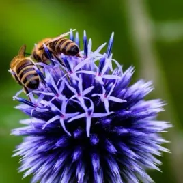 miododajny-przegorzan-kulisty-wydajnosc-miodowa-do-430-kg-z-1-ha-echinops